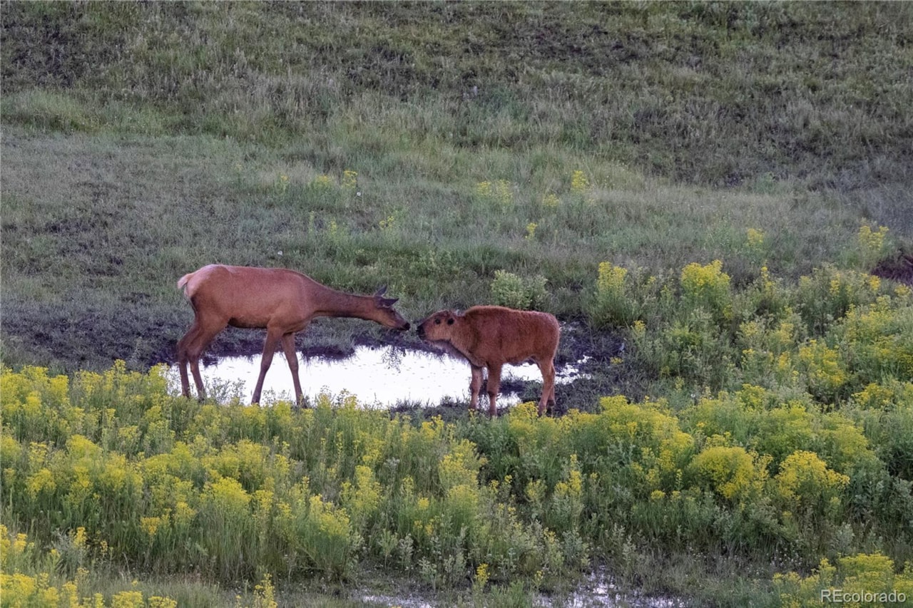 13079 Whisper Canyon Rd Castle Pines North Welcome to this custom-built ranch estate in gated community of Whisper Canyon backing to open... Castle Pines Douglas CO 80108 3960464 home for sale $2,775,000 3960464 Photo 47
