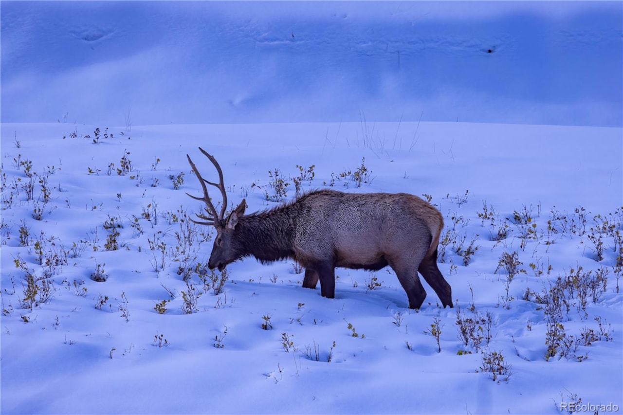 13079 Whisper Canyon Rd Castle Pines North Welcome to this custom-built ranch estate in gated community of Whisper Canyon backing to open... Castle Pines Douglas CO 80108 3960464 home for sale $2,775,000 3960464 Photo 48