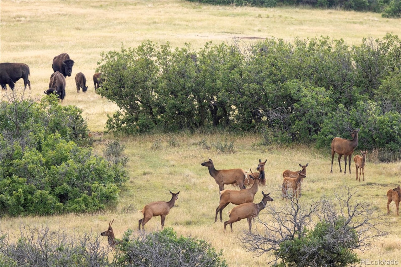 13079 Whisper Canyon Rd Castle Pines North Welcome to this custom-built ranch estate in gated community of Whisper Canyon backing to open... Castle Pines Douglas CO 80108 3960464 home for sale $2,775,000 3960464 Photo 49