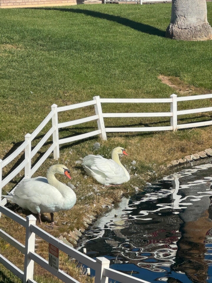 805  River Road  S #76 St George, UT 84790 home for sale, MLS#25-266979 - Erika Rogers Photo 7