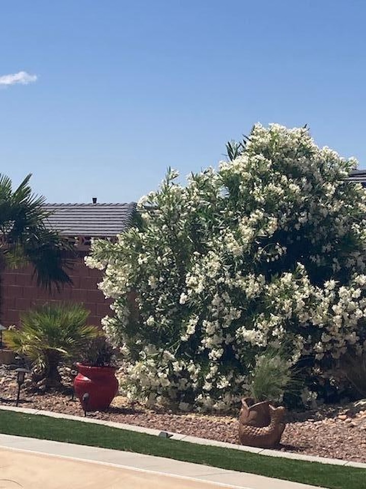 1067 E Silver Falls DR N Washington, UT 84780 home for sale, MLS#26-267705 - Erika Rogers Photo 12