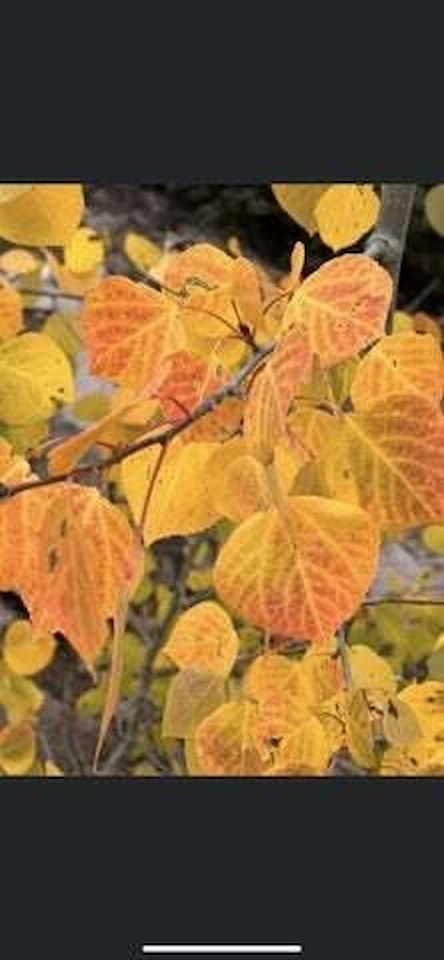 Lot #47 West Village Subdivision Eagle Beaver, UT 84713 lot for sale, MLS#25-262000 - Erika Rogers