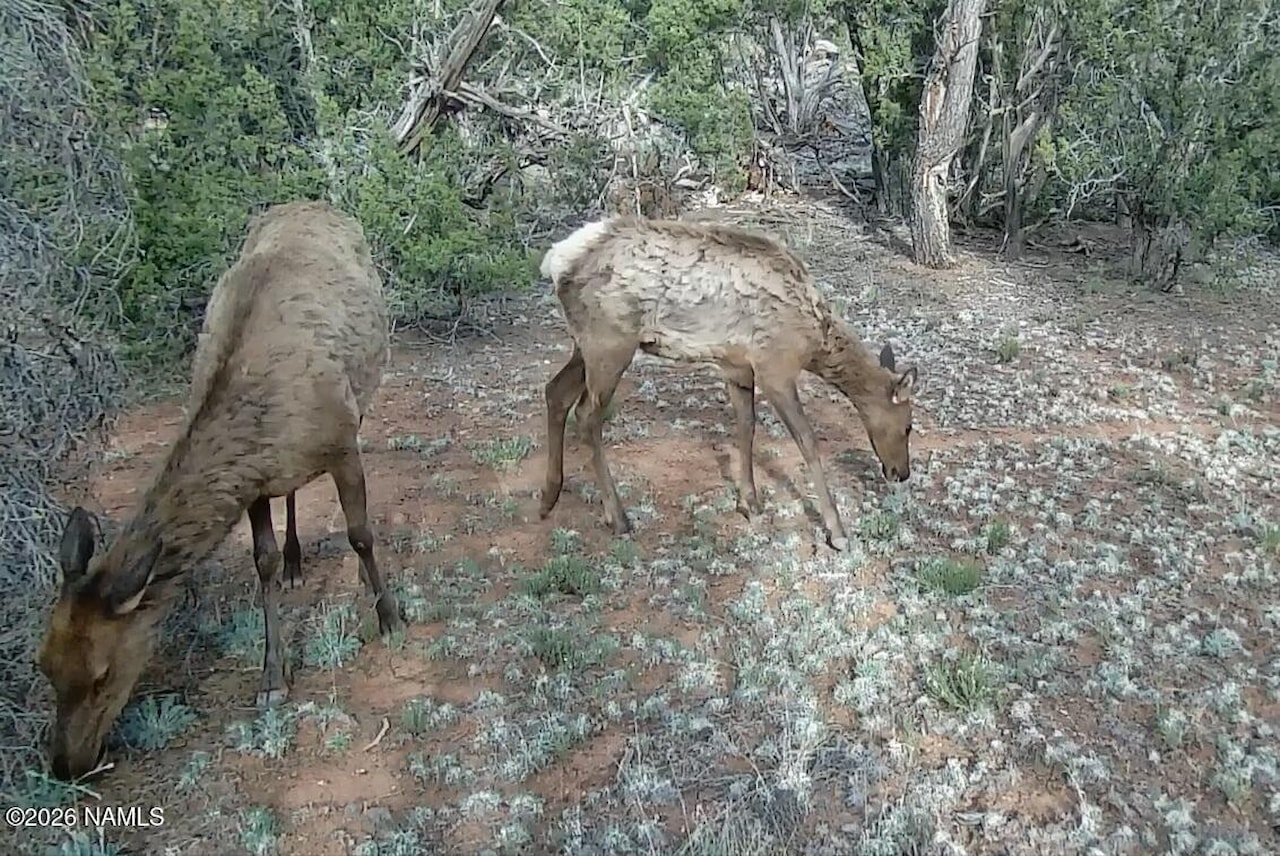 Lot 186a Bull Run Rd Williams, AZ 86046 | MLS 203041