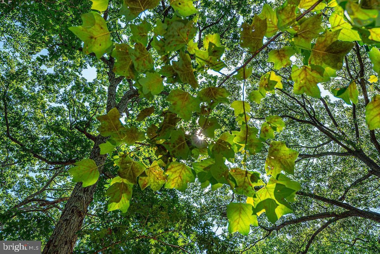  Real Estate for Sale - 1036 Ocean Parkway in Ocean Pines Photo 79