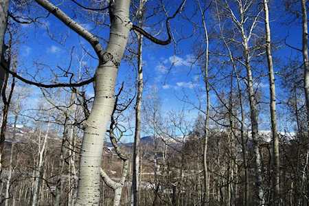 TBD Quakey Ln #44 Telluride, COLORADO 81435