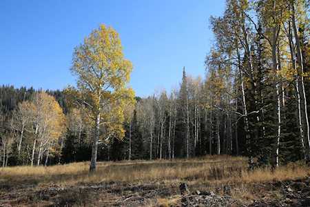325 White Pine Canyon Rd Park City, UT 84060