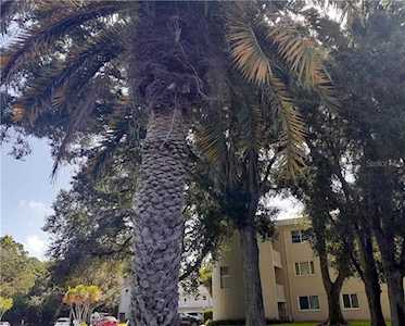 2441 Persian Dr #61 Clearwater, FL 33763
