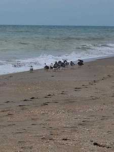 355 S Ocean Drive #104 Hutchinson Island, FL 34949