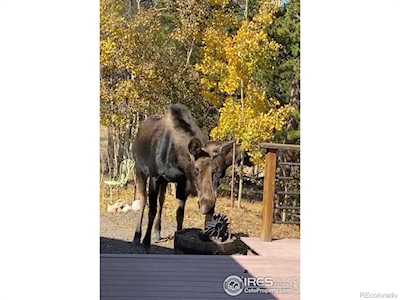 220 Timber Rd Black Hawk, CO 80422