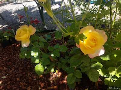 15082 W 69th Place Arvada, CO 80007