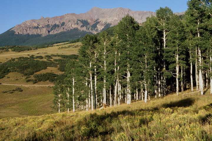 TBD 56V Road #9R, 2R, 7R Placerville, COLORADO 81430