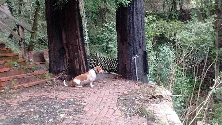 15683 Morningside Drive Guerneville, CA 95446 | MLS 21904977 Photo 1