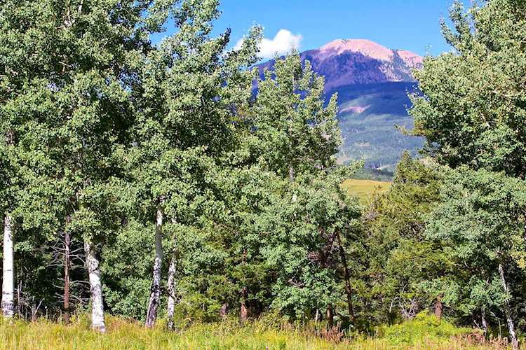TBD Waggoner Rd #59 Placerville, COLORADO 81430
