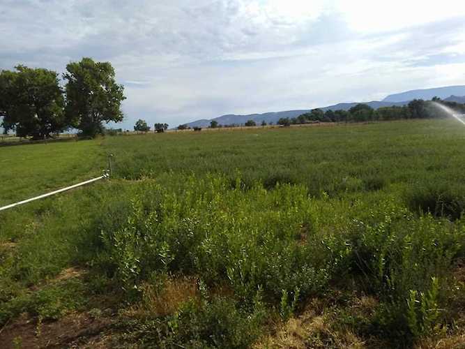 Cemetery Road Kanarraville, UT 84742