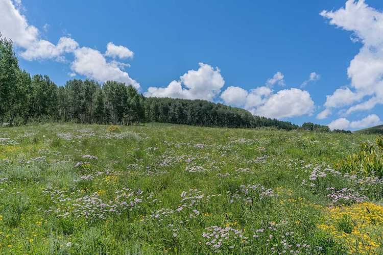2A Spruce Mountain Ln Ridgway, COLORADO 81432