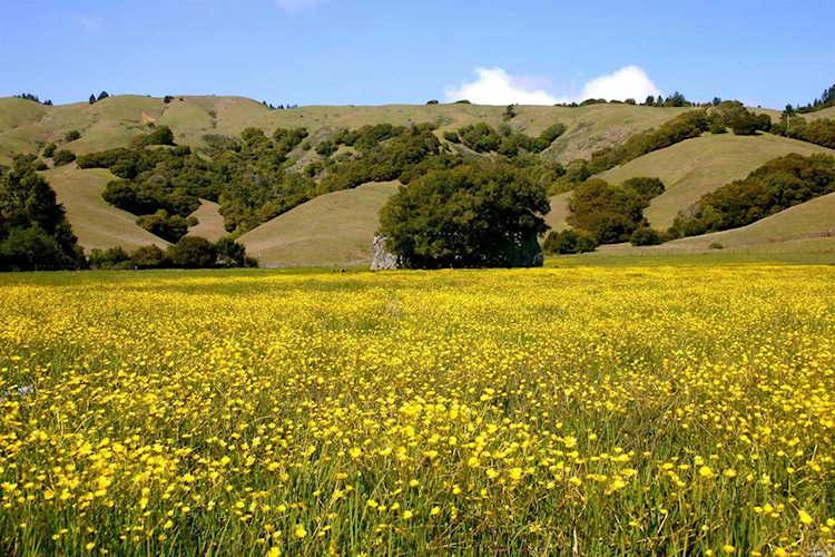 9 Meadow View Lane San Geronimo, CA 94963