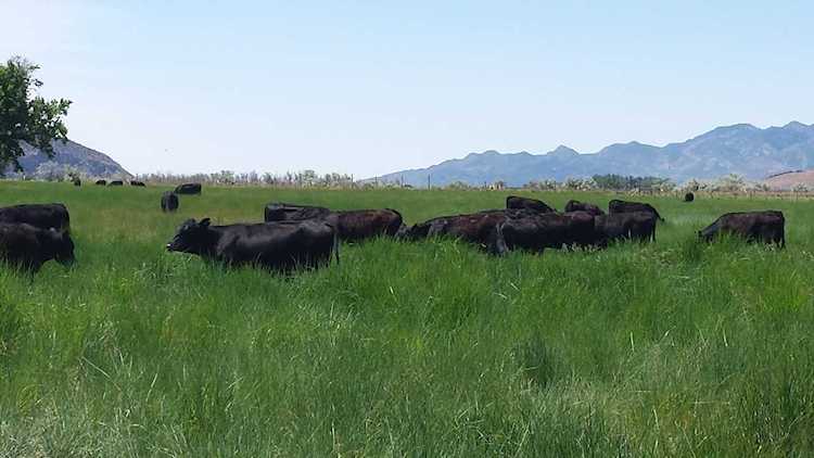 25.46 Ac With 80 Ac/Ft Water Kanarraville, UT 84742