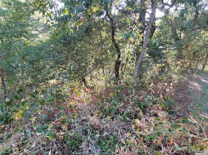 45 Morelli Lane Camp Meeker, CA 95419 | MLS 21928147 Photo 1
