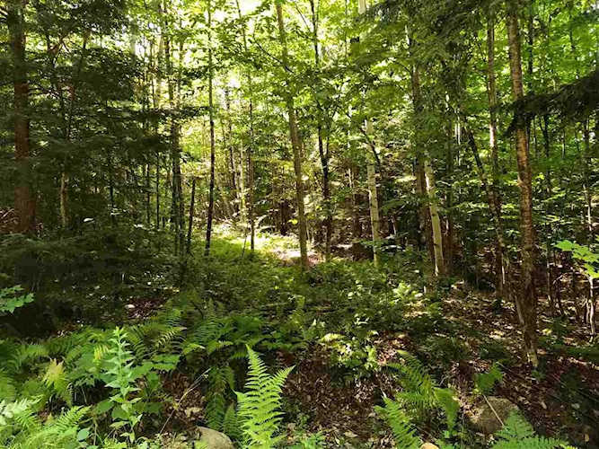0 Drake Hill Rd Danbury, NH 03230