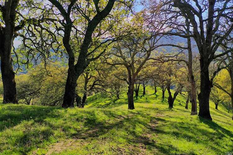 Quail Ridge Drive Napa, CA 94558