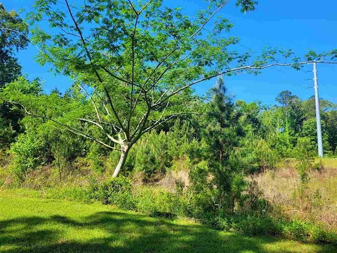 Hickory Woods Trail Lot 5 Tallahassee, FL 32312