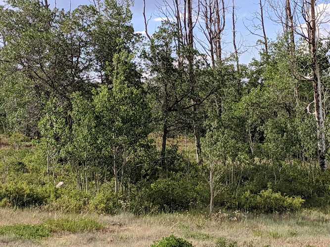 451 Birdsong Ln #13 Montrose, COLORADO 81403