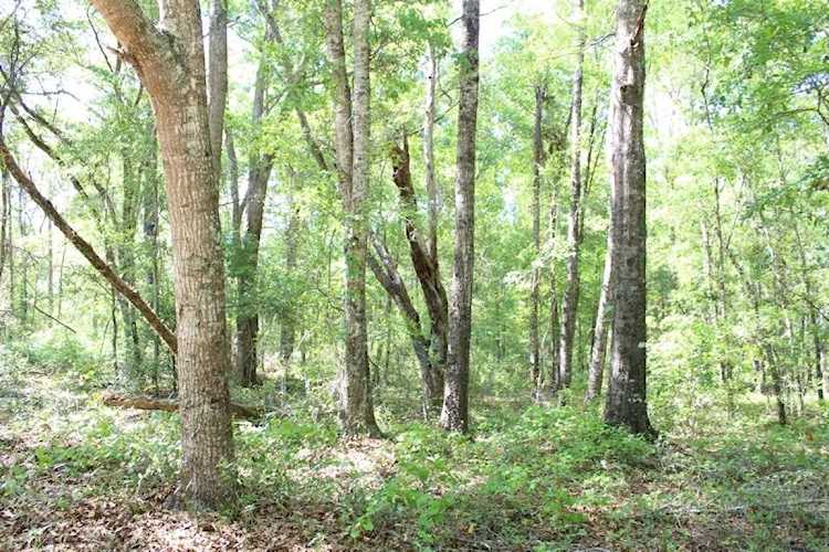 TBD W 9th Ct Greenville, FL 32331