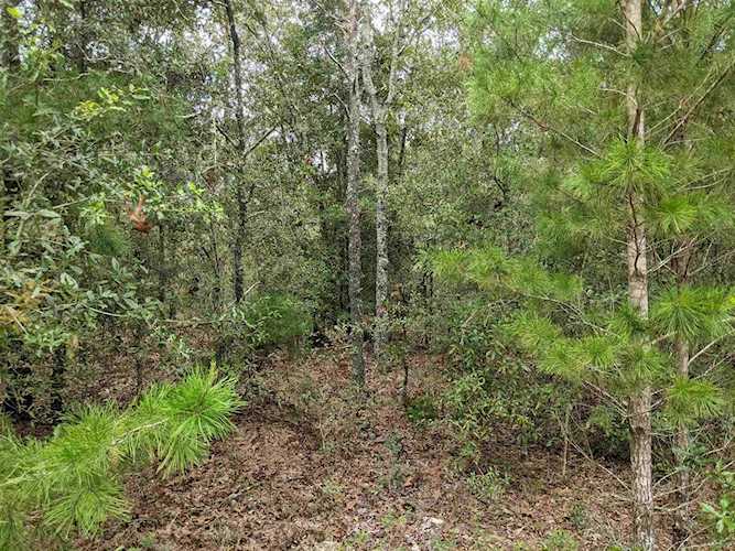 Vacant SE Thomas Way Lee, FL 32059 in Green Acres Photo 1