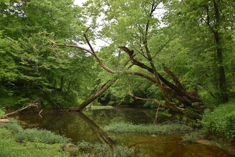 0 The Preserve - Buffalo River Lobelville, TN 37097