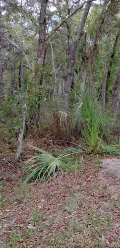 0 Macy Rd Weeki Wachee, FL 34614 | MLS O6025881 Photo 1