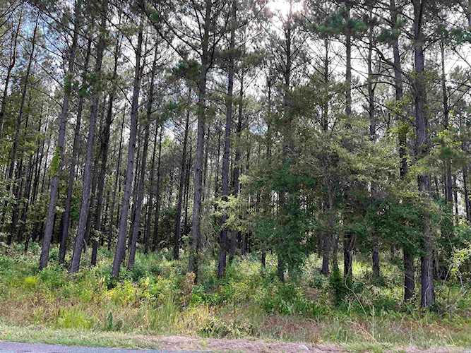 TBD 3.64 AC Nichols Hwy. Aynor, SC 29511
