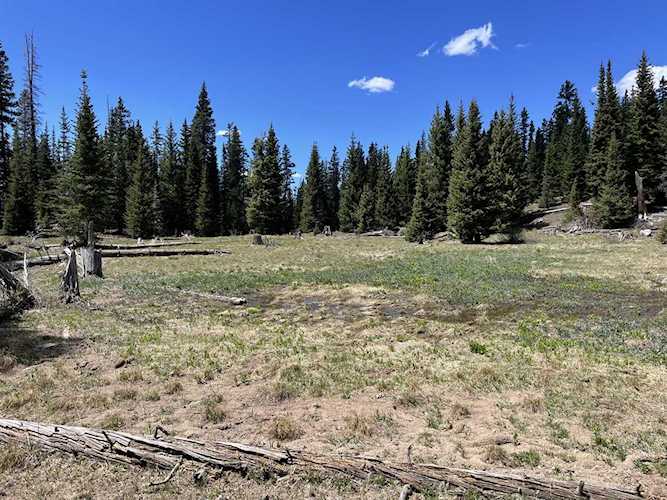 FS 627 | Hope Lake Road #Lot 43 Ophir, COLORADO 81426 | MLS 40817 Photo 1