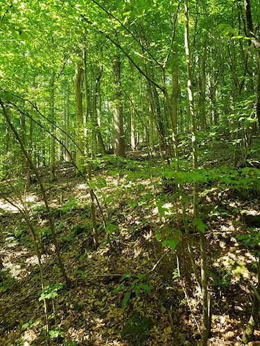 0 Walkers Buchanan, VA 24066