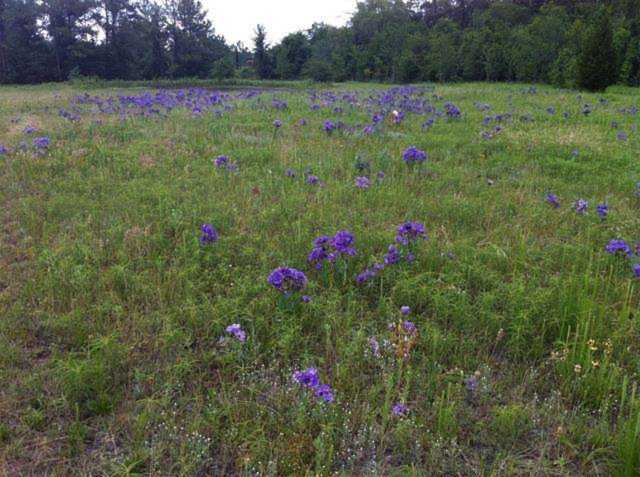 350 Bowden Lane Coldspring, TX 77331