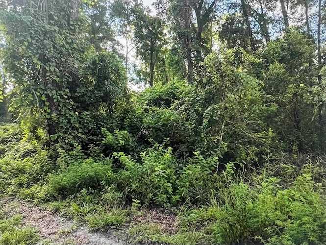 000 Ashley Hall Rd Wakulla, FL 32327 | MLS 350620 Photo 1