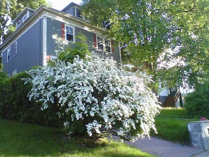 7 Rozella St Boston, MA 02122