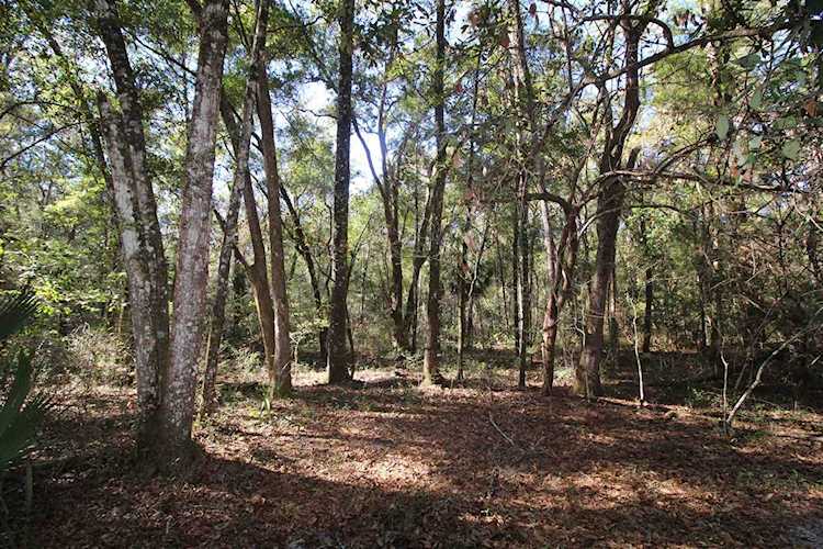 xx Simmie Dr Crawfordville, FL 32327 in None Photo 1