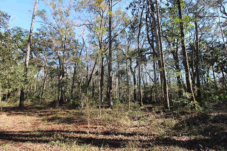 75 Simmie Dr Crawfordville, FL 32327