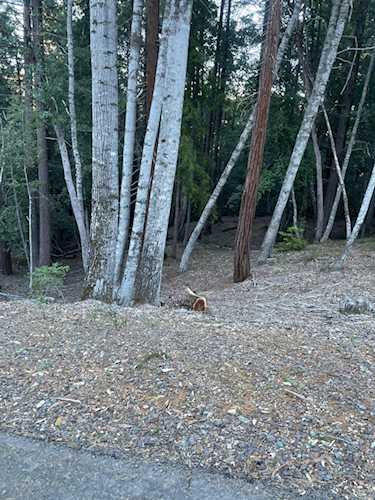 27715 Fox Road Willits, CA 95490