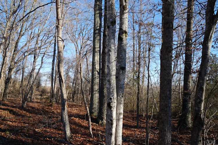 0 Walker Rd Brookneal, VA 24528 | MLS 342306 Photo 1