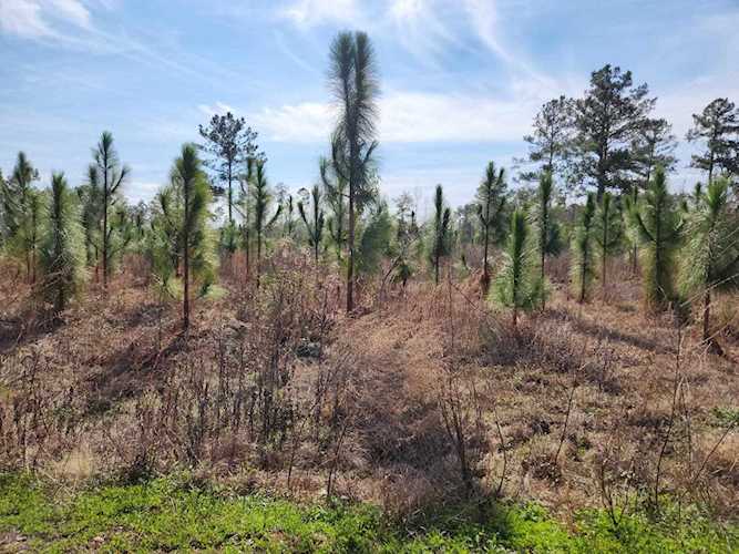 xxx NW Azalea Lot 4 St Bristol, FL 32321 | MLS 354844 Photo 1