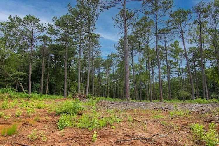 0 Fortune Hole Road Hamilton, GA 31811