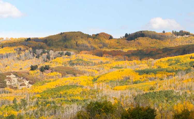 TBD Tract8 Buckhorn Rd Montrose, COLORADO 81403