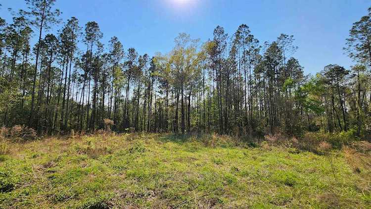 22478 Ransom Rd Hosford, FL 32334 in None Photo 1