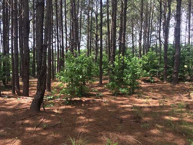 14523 Beckenridge Drive Upatoi, GA 31829