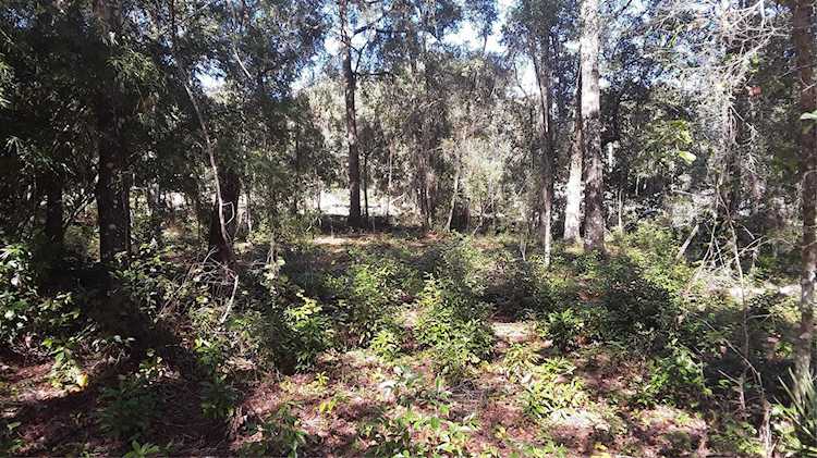 0 SW 153rd Ave Ocala, FL 34481 | MLS OM655360 Photo 1