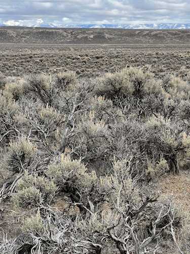 16th Buchananan Ave Ryndon, NV 89801