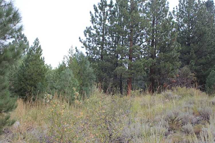 265 Westwood Drive Bridgeport, CA 93529