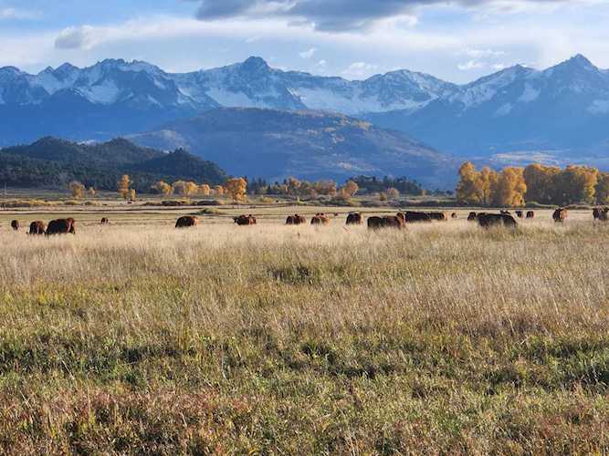 4010 County Road 24 Ridgway, COLORADO 81432 | MLS 41575 Photo 1
