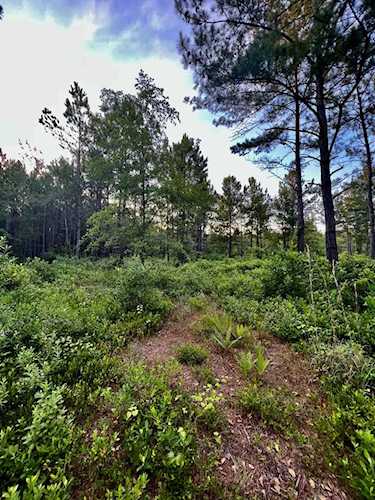 0 Cane Branch Rd Walterboro, SC 29488